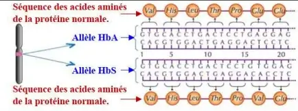 Expression de l’information génétique